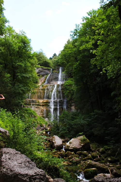 trees near waterfalls